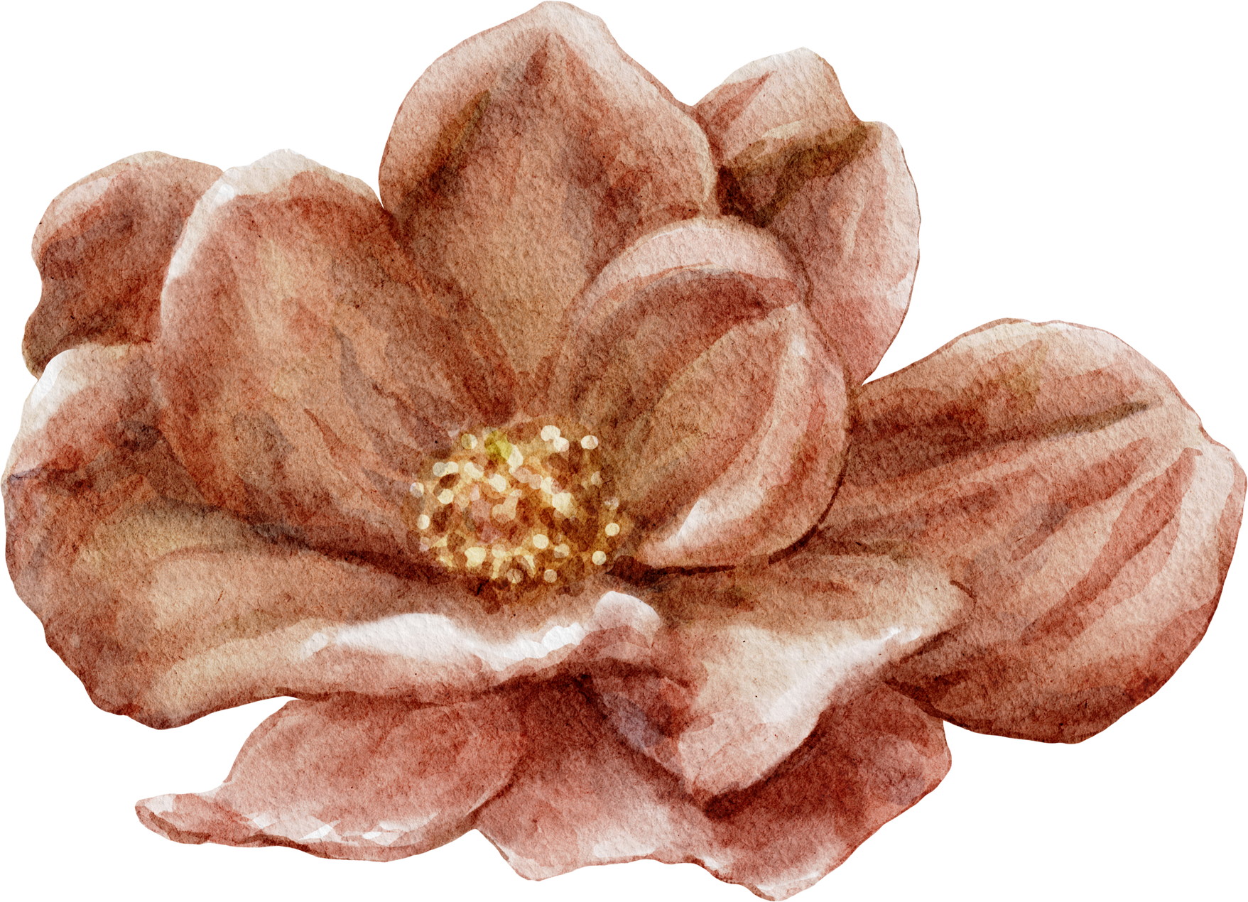 watercolor  dried flower watercolor.