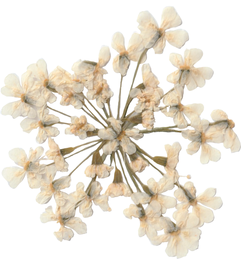 White Dried Pressed Flowers Isolated on Background