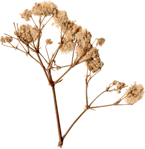 Pressed and Dried White Flower