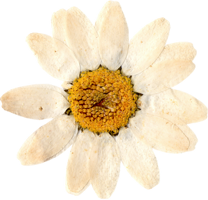 Pressed and Dried White Flower